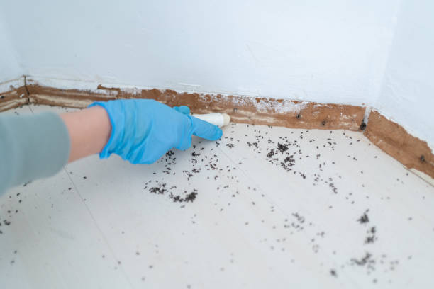 Best Best Pest Control Companies  in Commerce, GA