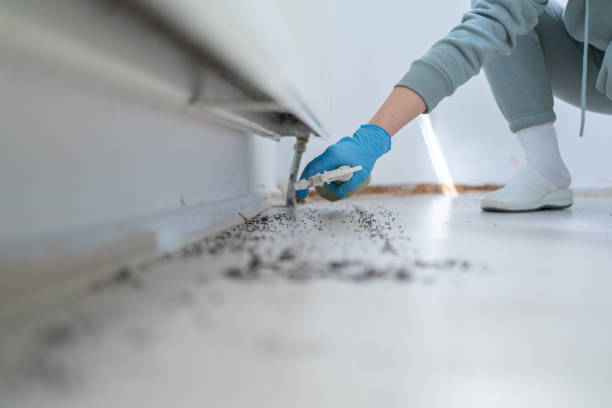 Flea Control Services in Commerce, GA